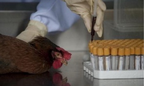 Virus H7N9 có khả năng phát tán qua chim di trú